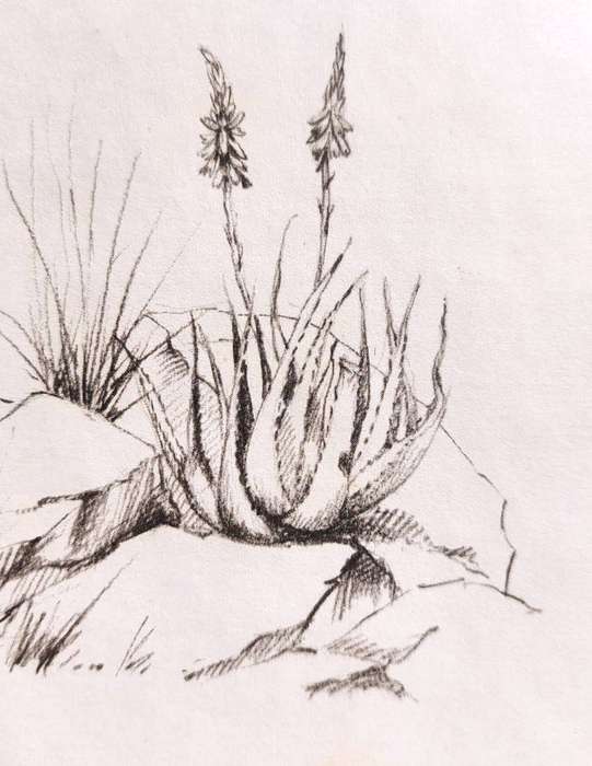 CB Cuningham (SA Artist) Klipspringers Amongst Aloes Lithographic Print