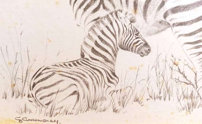 CB Cuningham (SA Artist) Herd of Zebras with Fowl Lithographic Print