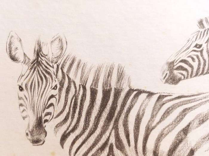 CB Cuningham (SA Artist) Herd of Zebras with Fowl Lithographic Print
