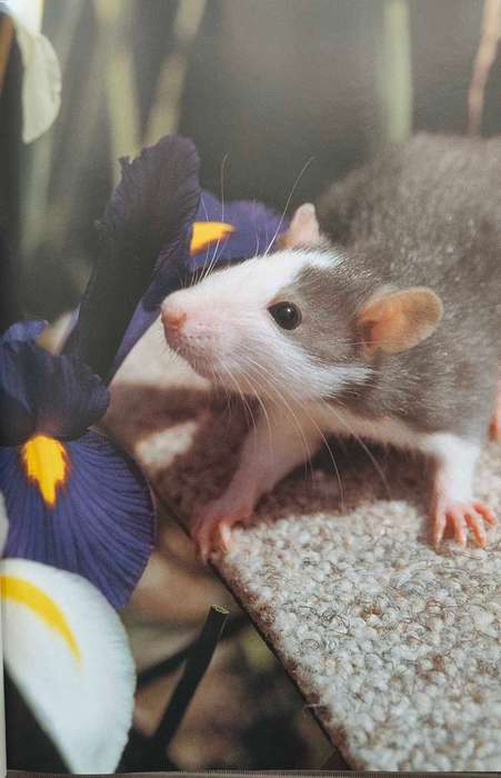 Fancy Rats