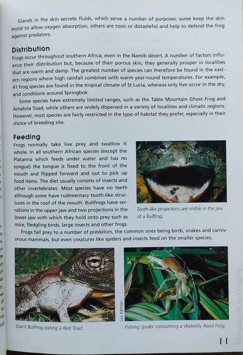 Frogs and Frogging