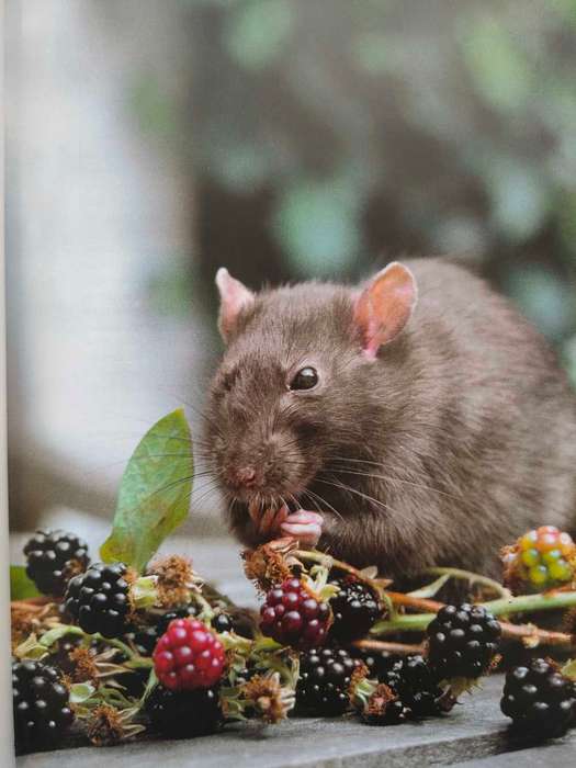 Fancy Rats