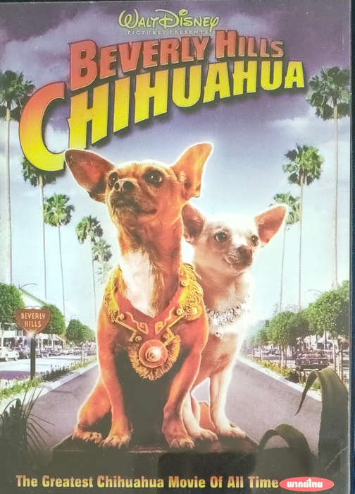 Beverly Hills Chihauhau