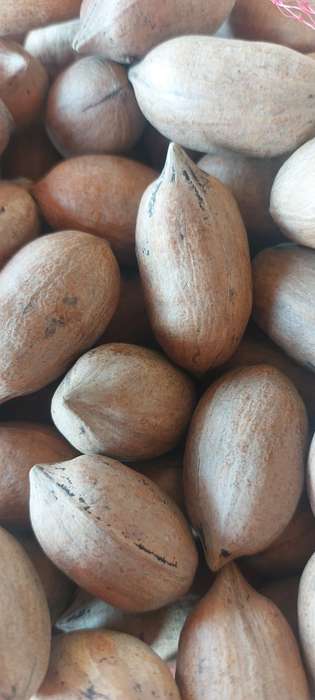 MANAGED to source more PECANS