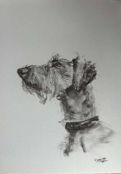 Charcoal terrier