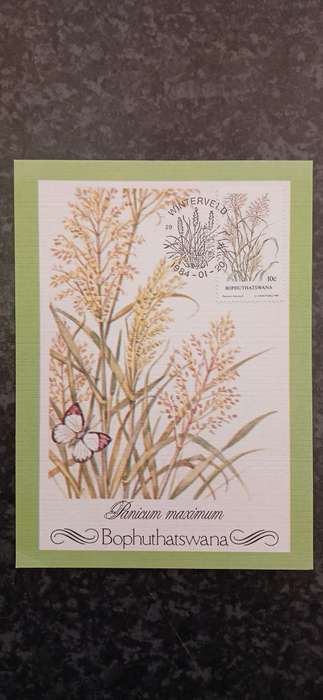 BOPHUTHATSWANA INDIGENOUS GRASSES