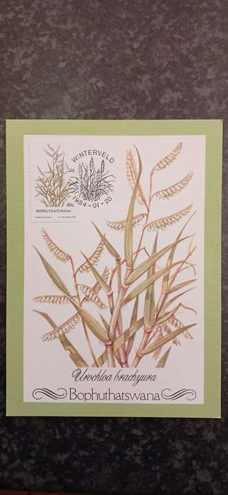 BOPHUTHATSWANA INDIGENOUS GRASSES
