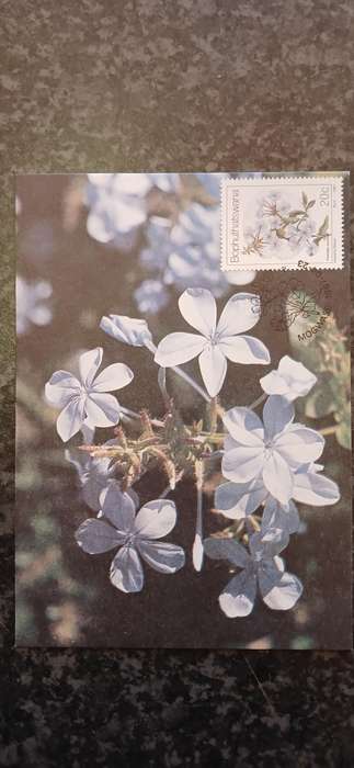 BOPHUTHATSWANA 1987 WILD FLOWERS