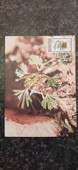 VENDA 1985 FERNS