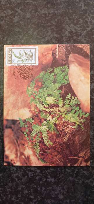 VENDA 1985 FERNS