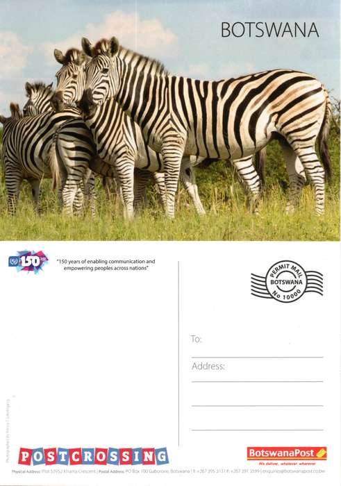 Botswana - 2024 Zebra Postcard