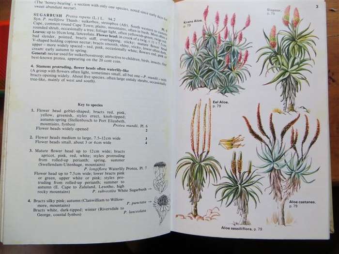 Field Guide To The Trees of Southern Africa - Eve Palmer