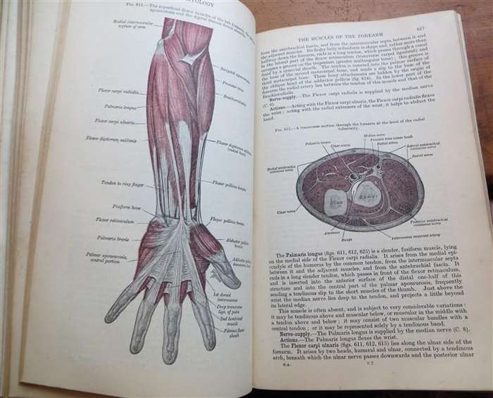 Gray's Anatomy - Descriptive & Applied (1948) - Longmans