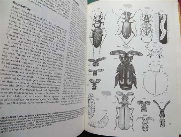 Insects of Southern Africa - Scholtz & Holm
