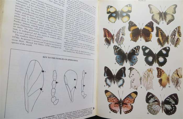 Insects of Southern Africa - Scholtz & Holm