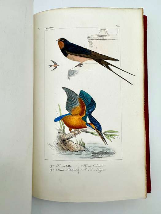 Histoire Naturelle Des Oiseaux D'Europe by Florent Prevost & Dr Lemare