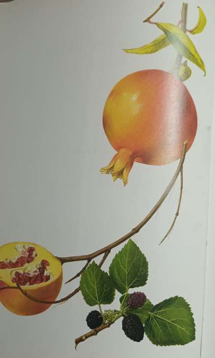 THE FRUITS OF THE EARTH F By F. BIANCHINII and F.CORBETTA