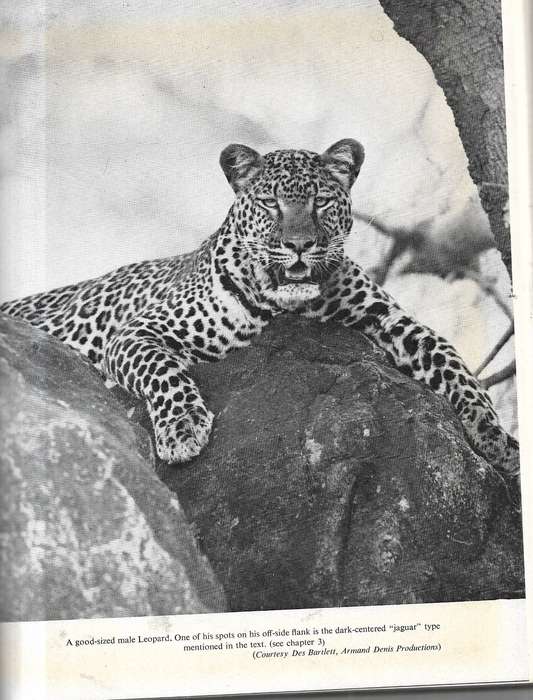 The Leopard By PeterTurnbull Kemp