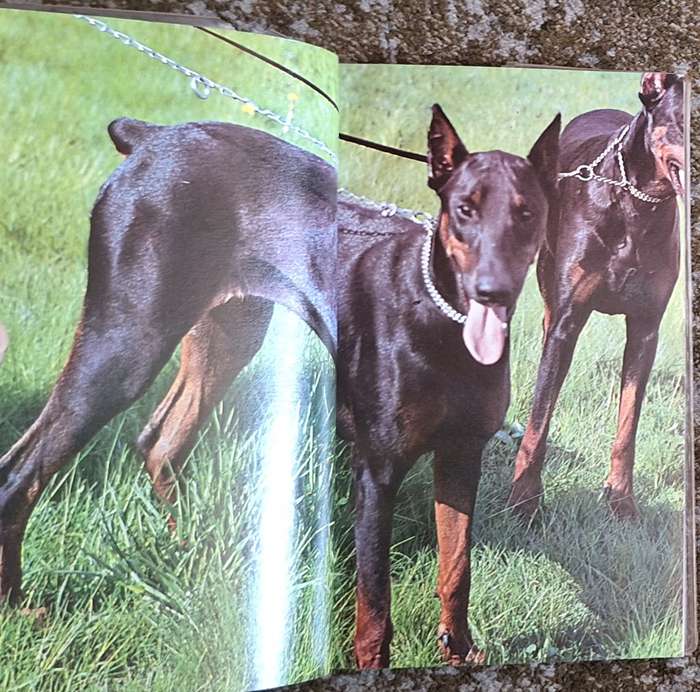 Doberman Pinschers: A Complete Introduction by Anna Katherine Nicholas Paperback
