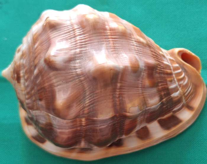 Conch Shell