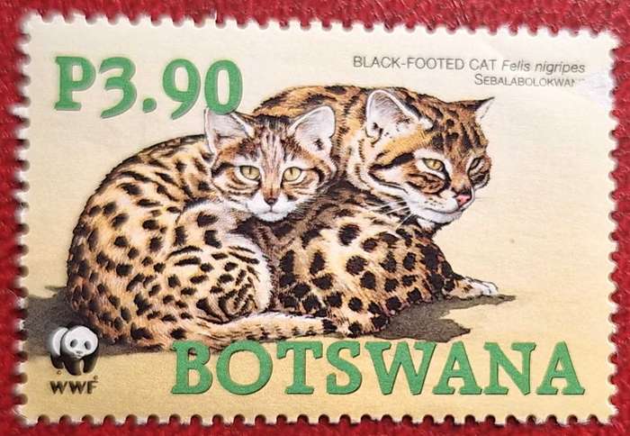 Botswana 2005 Black-footed Cat 1 Mint stamp