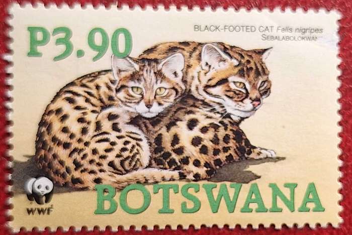 Botswana 2005 Black-footed Cat 1 Mint stamp