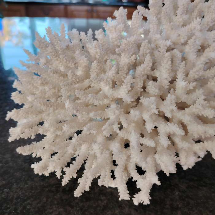 Large Stunning Sea White Coral Piece