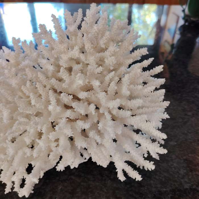 Large Stunning Sea White Coral Piece