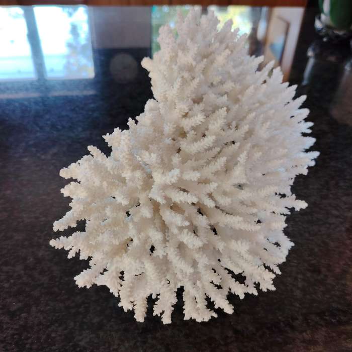 Large Stunning Sea White Coral Piece