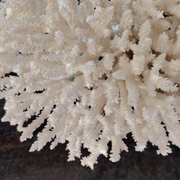 Large Stunning Sea White Coral Piece