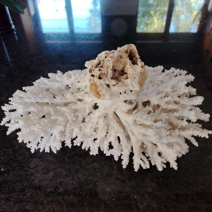 Large Stunning Sea White Coral Piece