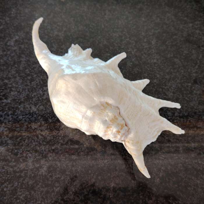 Large Sea Conch Spider Shell