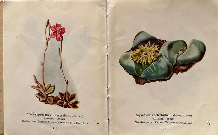 Protected Wild Flowers of the Cape Province Volume 1 and Volume 3