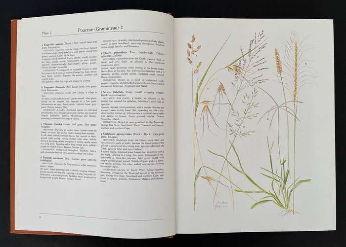 Transvaal Wild Flowers
