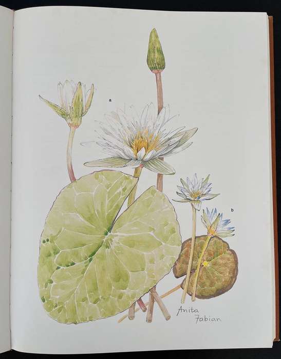 Transvaal Wild Flowers