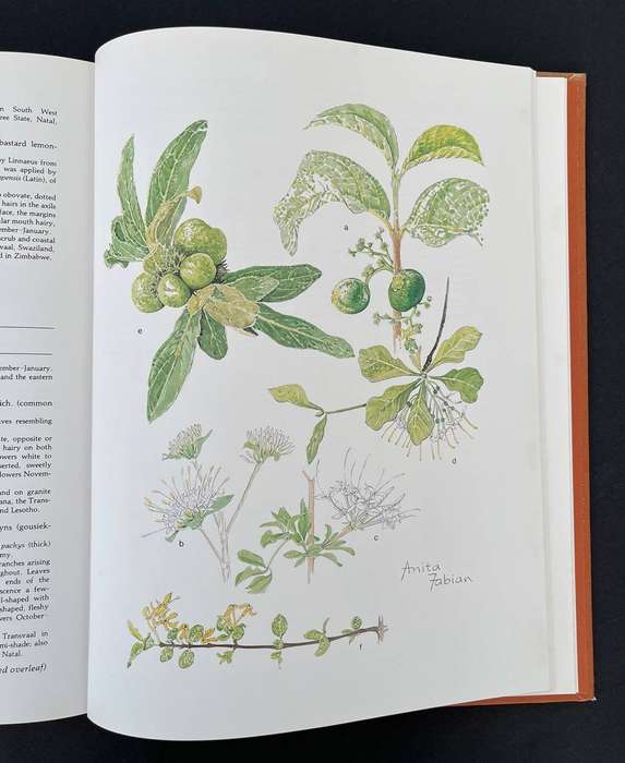 Transvaal Wild Flowers