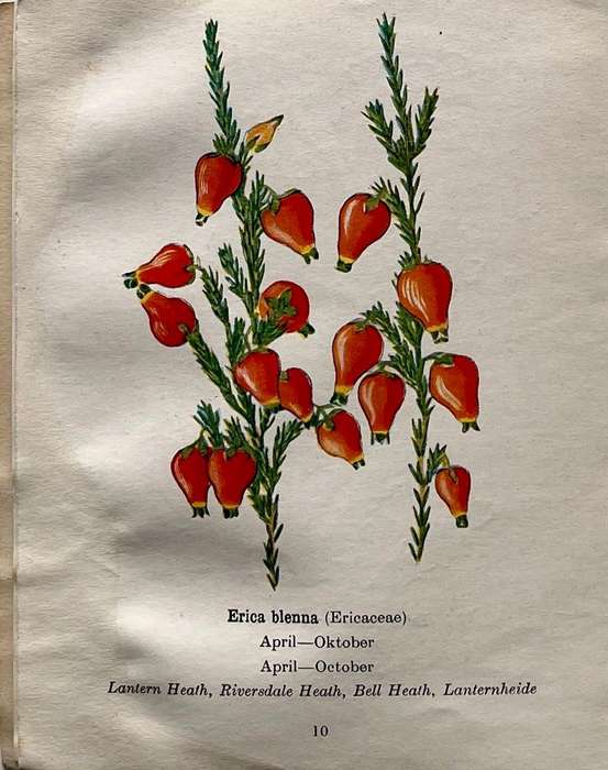Protected Wild Flowers of the Cape Province Volume 1 and Volume 3