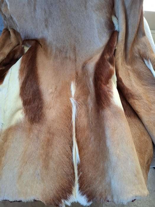 Vintage Springbok Hide Jacket with Leather Buttons - Versatile as Film Prop or Decor Item