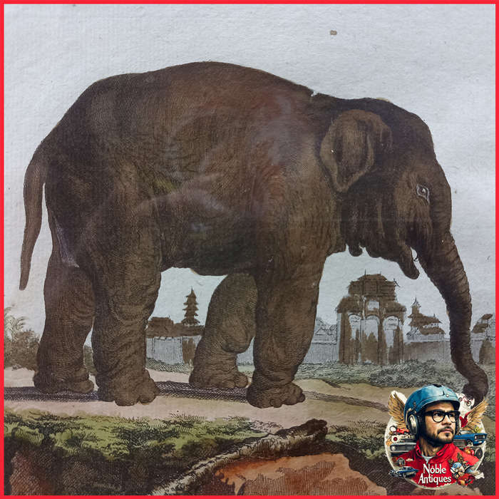 Framed Antique Colored Etch L'elephan Cemelle