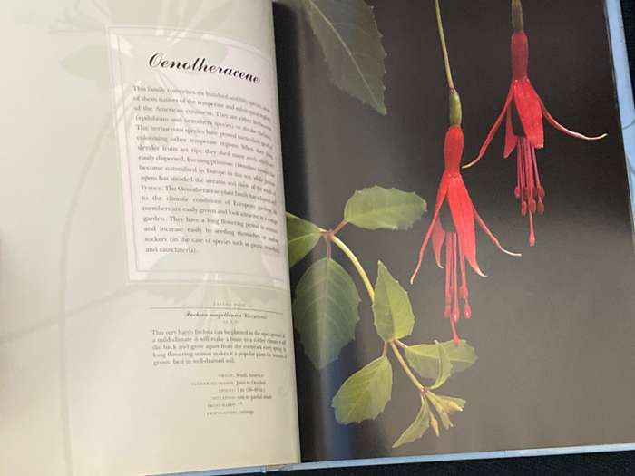 PERENNIALS PHOTOGRAPHS BY PAUL STAROSTA AND TEXT BY MARION FERRAUD