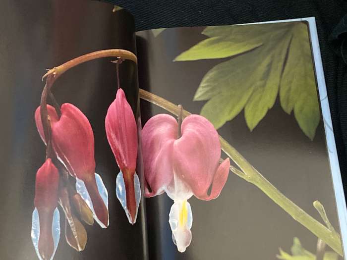 PERENNIALS PHOTOGRAPHS BY PAUL STAROSTA AND TEXT BY MARION FERRAUD
