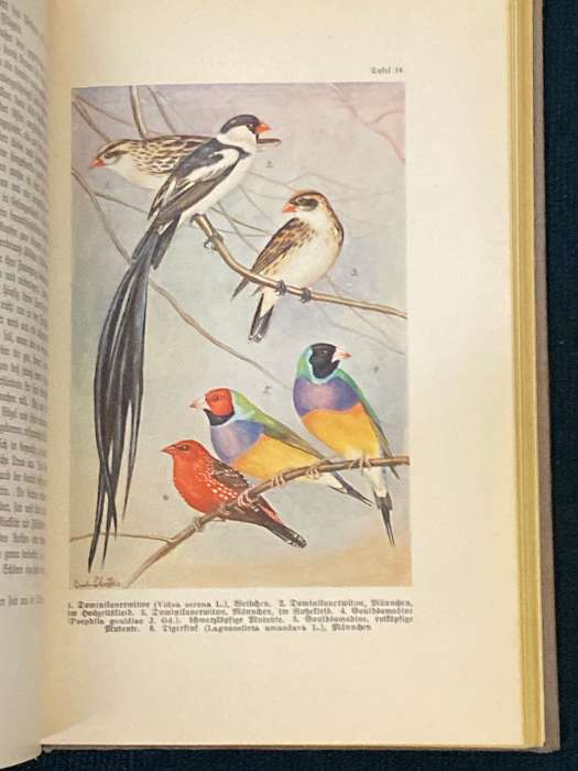 DAS LEBEN DER VOGEL - FRIEDRICH VON LUCANUS