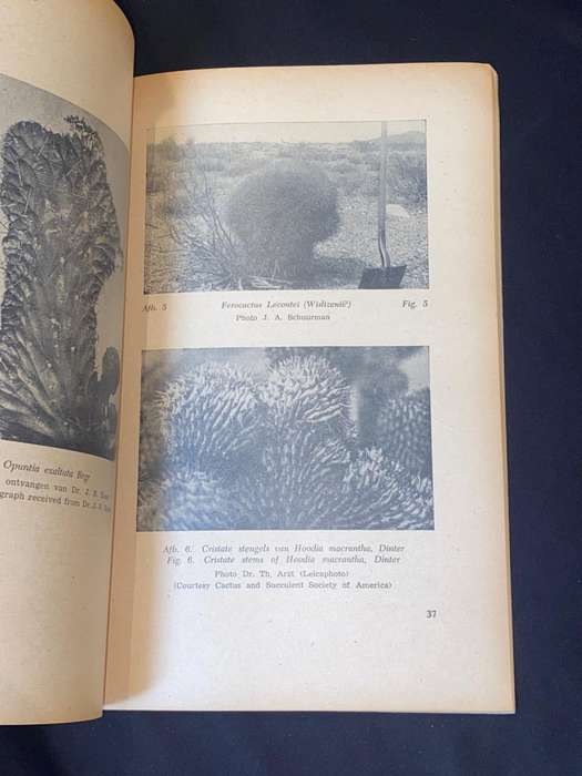 THE ENIGMA OF THE ORIGIN AND MONSTROSITY AND CRISTATION IN SUCCULENT PLANTS BY J.J. VERBEEK WOLTHUYS
