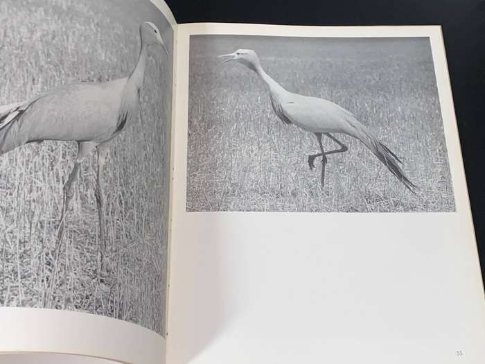 HALCYON DAYS CAMERA STUDIES OF SOUTH AFRICAN BIRDS BY C.J. UYS