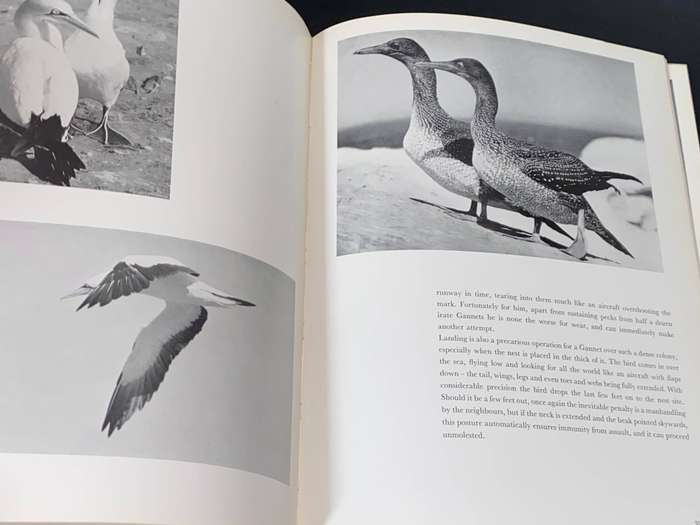 HALCYON DAYS CAMERA STUDIES OF SOUTH AFRICAN BIRDS BY C.J. UYS