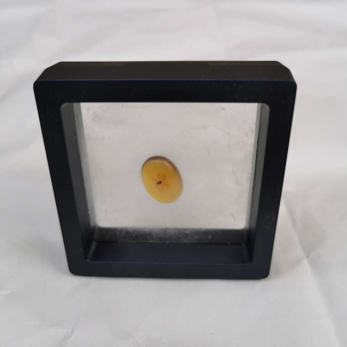 Well preserved insect in Burmese amber