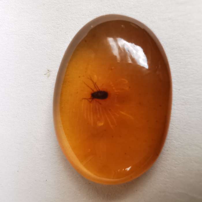 Well preserved insect in Burmese amber