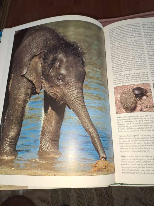 Illustrated Encyclopedia of Elephants, 188 pages