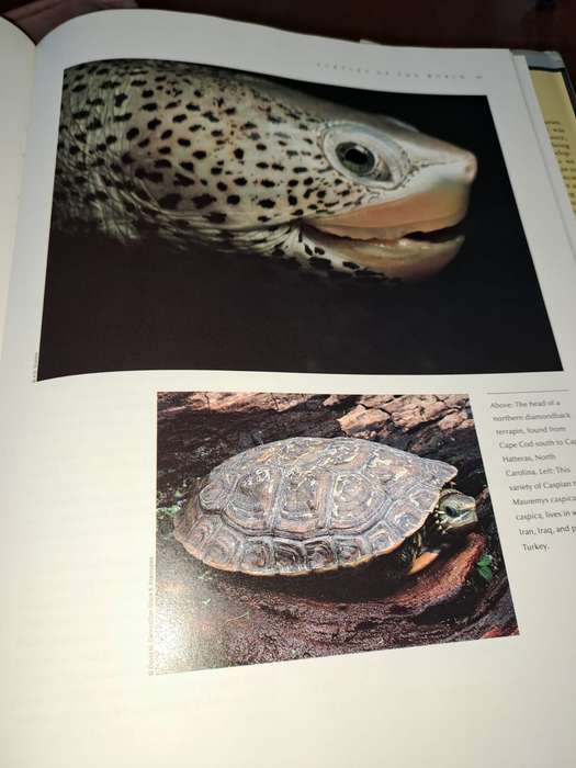 Turtles and Tortoises, photographic survey, John Lehrer, 127 pages