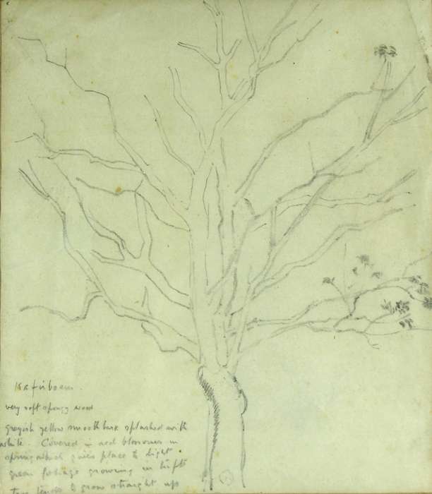 Strat Caldecot - Tree pencil drawing